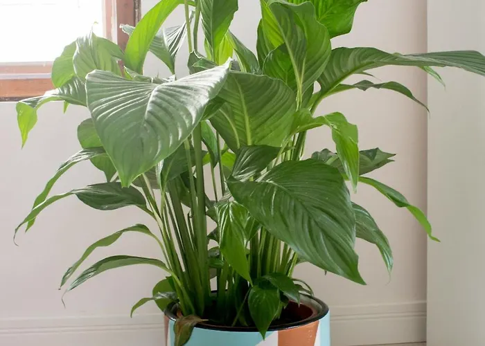 Klaus Kinski 索波特